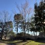 Jones Road Tree Service