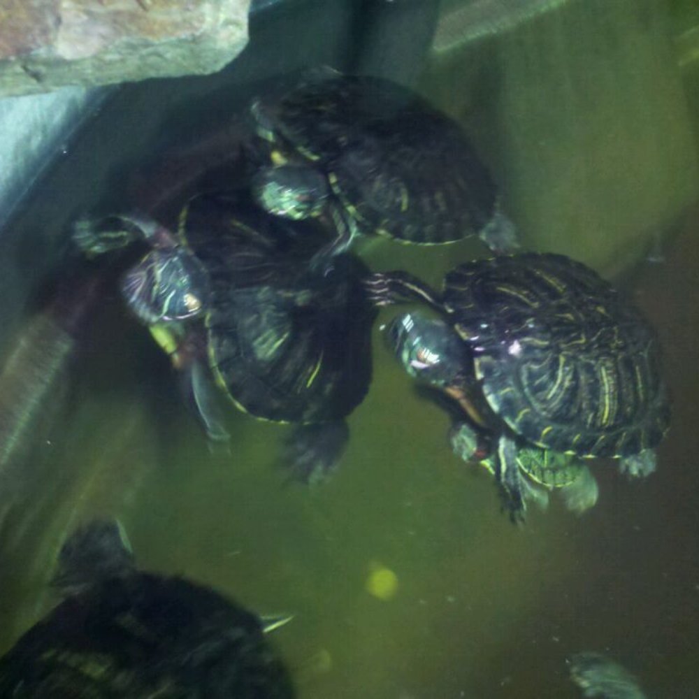 Columbia Pet Center - Look! A herd o' turtles! - Pet Stores Near Me - Columbia, Missouri Columbia Pet Center - Look! A herd o' turtles! - Pet Stores Near Me - Columbia, Missouri