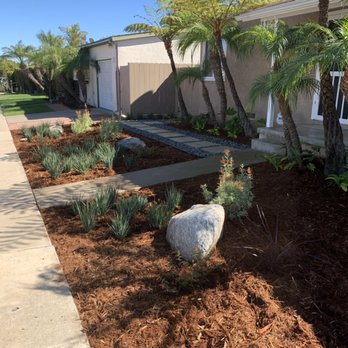 Wild Made Design - Narrow Clairemont front yard, with Dianellas, Variegated Lion's Tail and Cigar Plant, with Australian Tree Ferns in the background - Landscape Architects or Designers Near Me Wild Made Design - Narrow Clairemont front yard, with Dianellas, Variegated Lion's Tail and Cigar Plant, with Australian Tree Ferns in the background - Landscape Architects or Designers Near Me