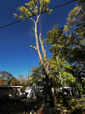 Central Tree Service on Yelp