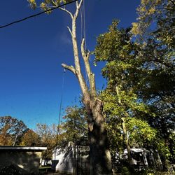 Central Tree Service - Tree Removal roping and rigging
