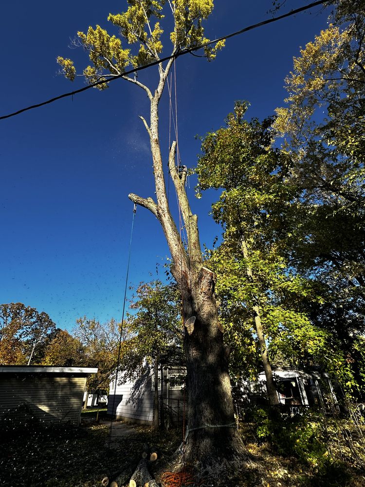 Central Tree Service - tree service in Cleveland, OH