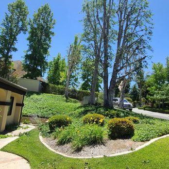 Jose Martinez Tree Service - Tree Services Near Me - Placentia, California Jose Martinez Tree Service - Tree Services Near Me - Placentia, California