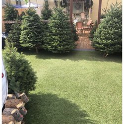 Oasis Christmas Trees