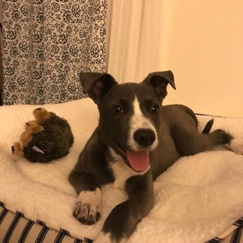 new life family dog shelter