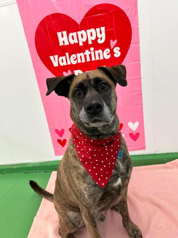 The Dog District - pet boarding facility in Darien, IL