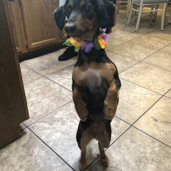 Johnny's Doghouse - Pet Groomers Near Me - Tempe, Arizona