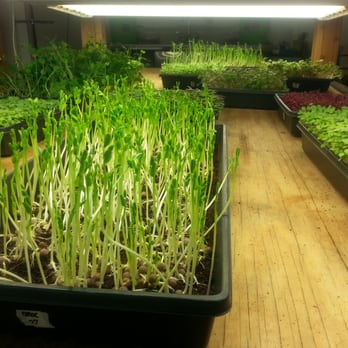Great Northern Microgreens - Farmers Market Near Me - Las Vegas, Nevada Great Northern Microgreens - Farmers Market Near Me - Las Vegas, Nevada