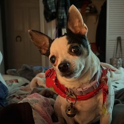 Waggles'n'whiskers Grooming Boutique - Here is my Ginny