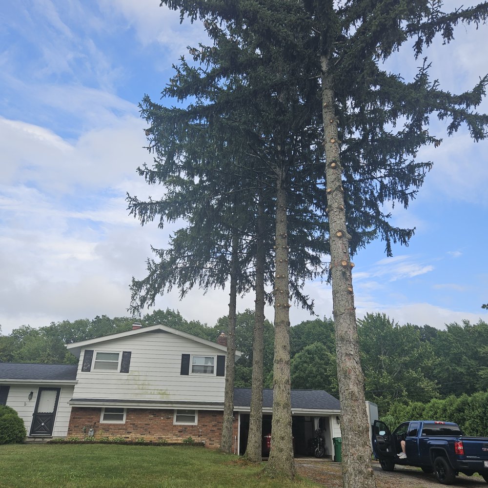 Premier Tree Specialists - Tree Services Near Me - Wickliffe, Ohio