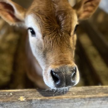 Moonlit Farm - a young calf in a pen - Fruits & Veggies Near Me - North Sutton, New Hampshire Moonlit Farm - a young calf in a pen - Fruits & Veggies Near Me - North Sutton, New Hampshire