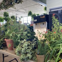 Fifth Season Gardening - More plants to choose from for cuttings