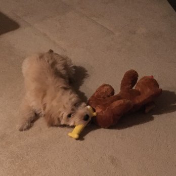 Dream About Farm - Finnegan sharing toy with Henry - Pet Breeders Near Me - Carthage, North Carolina Dream About Farm - Finnegan sharing toy with Henry - Pet Breeders Near Me - Carthage, North Carolina