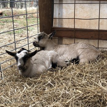 Caromont Farm - two lambs in a pen - Attraction Farms Near Me - Esmont, Virginia Caromont Farm - two lambs in a pen - Attraction Farms Near Me - Esmont, Virginia