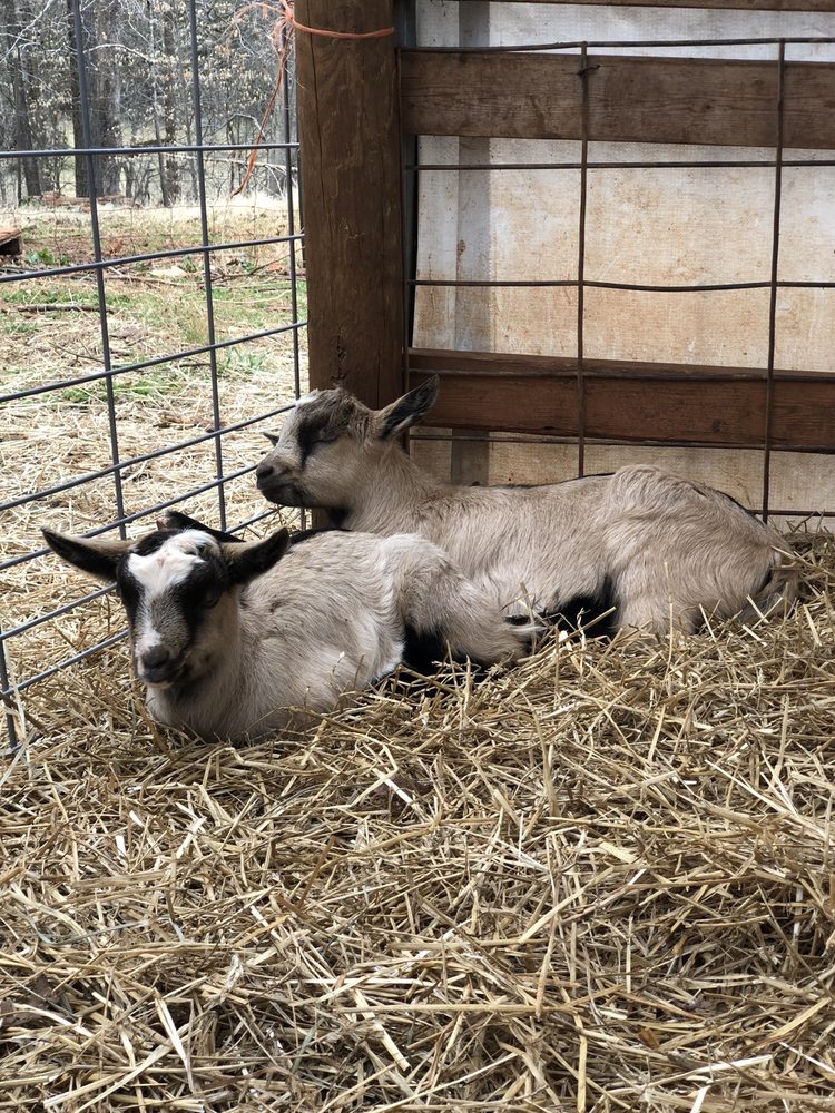 CAROMONT FARM Attraction Farm in Esmont, Virginia at 9261 Old Green