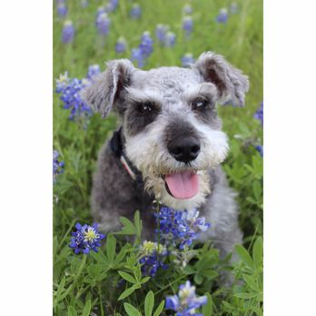 Tail and Paw Grooming - a month after he was groomed! - Pet Groomers Near Me - Nederland, Texas Tail and Paw Grooming - a month after he was groomed! - Pet Groomers Near Me - Nederland, Texas