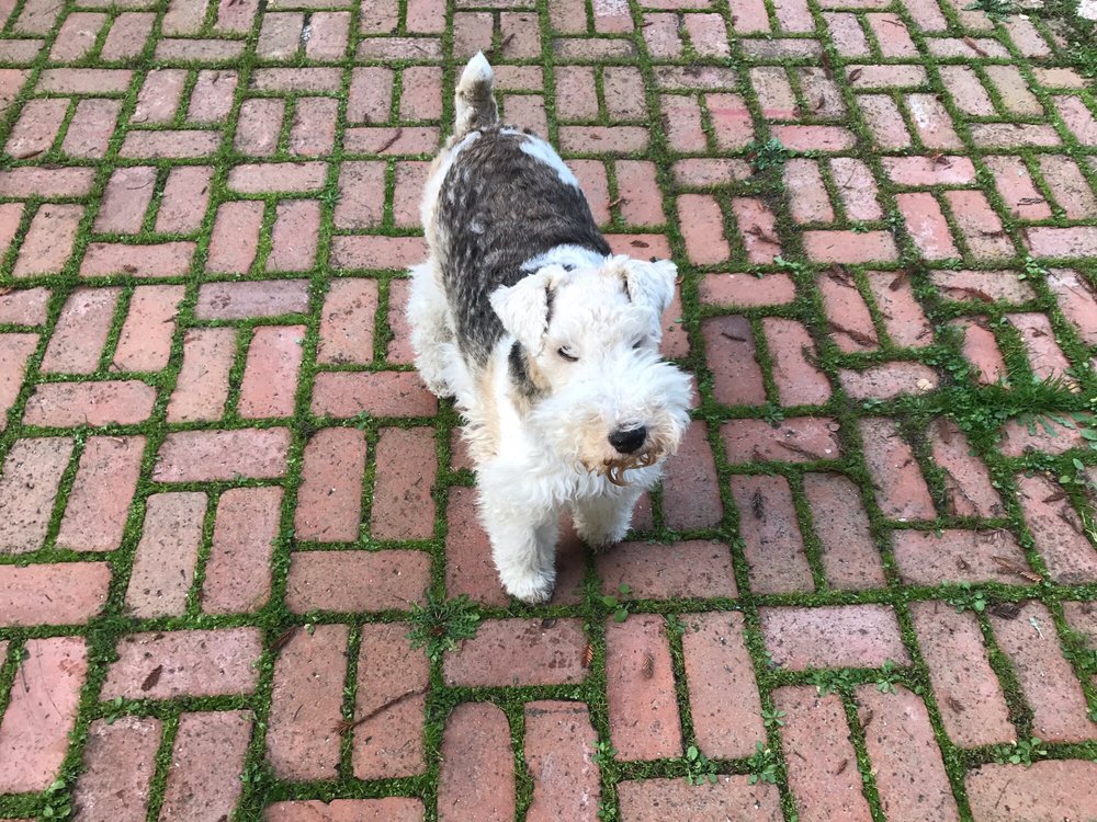 TAIL WAGGERS PET & HOME CARE Dog Walkers San Ramon, CA Phone