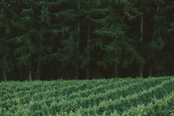 Evening Land Vineyards by null
