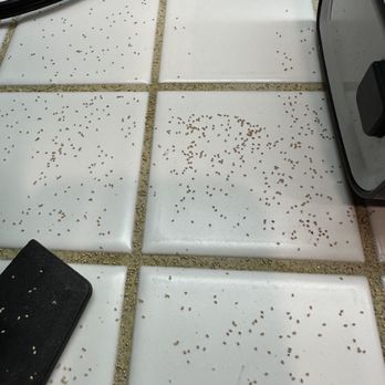 Top Grade Termite Control - I would wake up to this every morning on the counter tops - Pest Control Near Me Top Grade Termite Control - I would wake up to this every morning on the counter tops - Pest Control Near Me