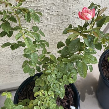 SummerWinds Nursery - Tatum - Roses - Nurseries & Gardening Near Me - Phoenix, Arizona