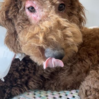 Magic Groomer - Look at his eye  so terrible !! - Pet Sitting Near Me - Arcadia, California