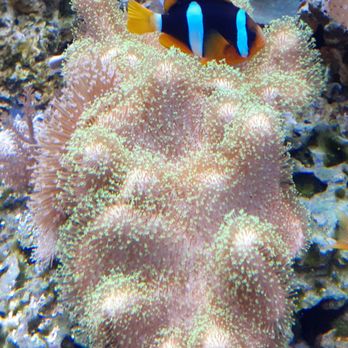 Aquarium At The Boardwalk - Live coral - Aquariums Near Me - Branson, Missouri