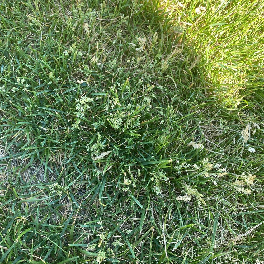 Brand new sod Brand new sod