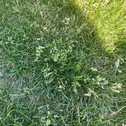 Brand new sod