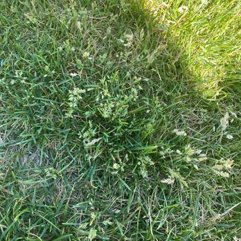 FRSR - Brand new sod - Landscaping Near Me - Broomfield, Colorado