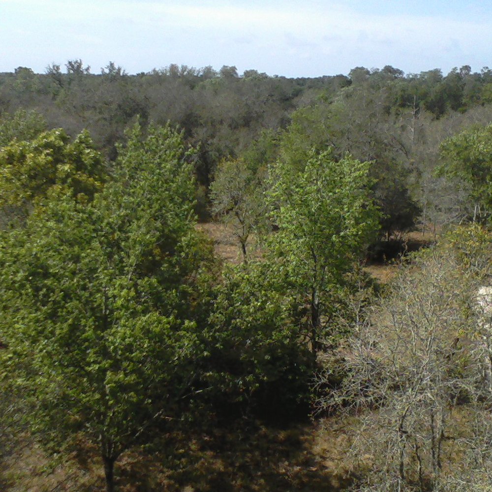 Withlacoochee River Park - View from the tower - Parks Near Me - Dade City, Florida Withlacoochee River Park - View from the tower - Parks Near Me - Dade City, Florida