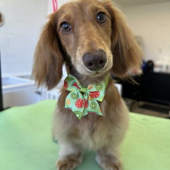 Molly Grooms Dogs - Pet Groomers Near Me - Orange, California Molly Grooms Dogs - Pet Groomers Near Me - Orange, California