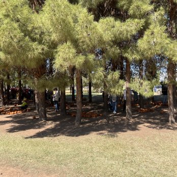 Mother Nature's Farm - Shaded area with little pumpkins to pick (the bigger pumpkins are near the shop up front). - Farms Near Me - Gilbert, Arizona Mother Nature's Farm - Shaded area with little pumpkins to pick (the bigger pumpkins are near the shop up front). - Farms Near Me - Gilbert, Arizona