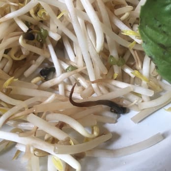 Pho Cali - Moldy slim bean sprouts - Coffee & Tea Near Me - Milwaukee, Wisconsin Pho Cali - Moldy slim bean sprouts - Coffee & Tea Near Me - Milwaukee, Wisconsin
