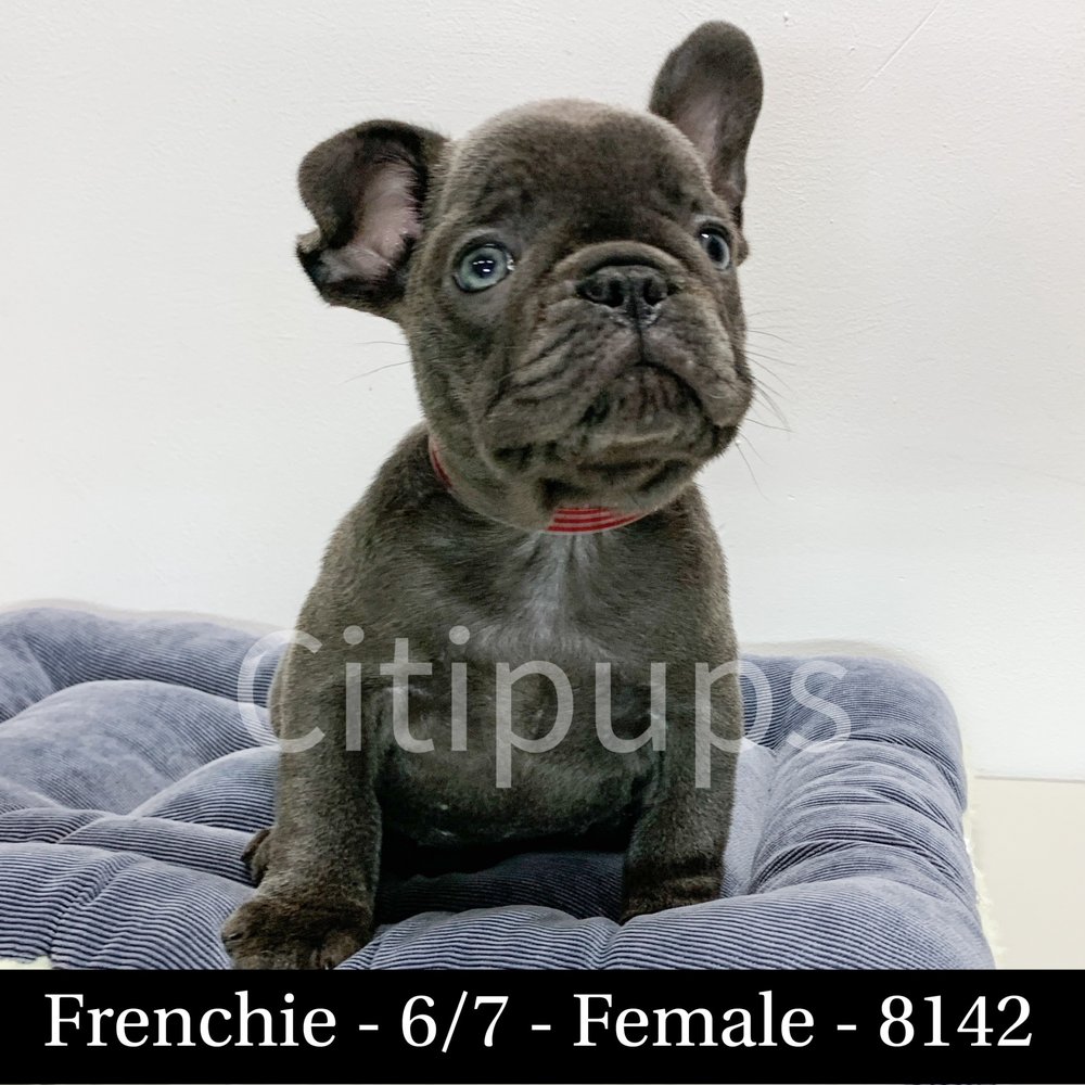 citipups prices
