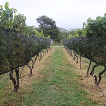 Truro Vineyards - Venues & Event Spaces Near Me - North Truro, Massachusetts Truro Vineyards - Venues & Event Spaces Near Me - North Truro, Massachusetts