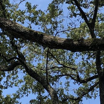 Torres Tree Service - More large dead branches - Tree Services Near Me
