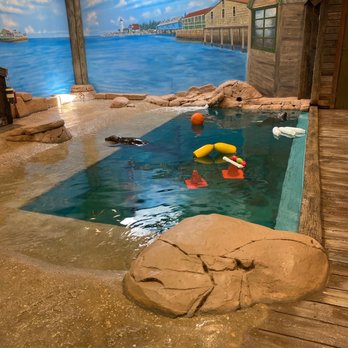 Jenkinson's Aquarium - Seals - Aquariums Near Me - Point Pleasant Beach, New Jersey Jenkinson's Aquarium - Seals - Aquariums Near Me - Point Pleasant Beach, New Jersey