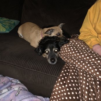 Vail Ranch Veterinary Hospital - Our 16 year old boy Twitch (Black), and 1.5 year girl, Tater Tot - Veterinarians Near Me - Temecula, California