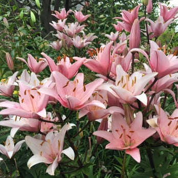 Allen Centennial Gardens - Parks Near Me - Madison, Wisconsin
