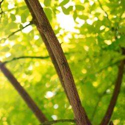 Atlanta Tree Climbers