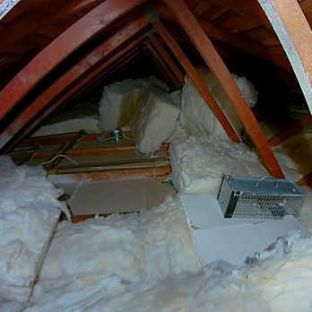 Crest Pest Control - Rat in no-kill cage in attic - Pest Control Near Me - Santa Ana, California Crest Pest Control - Rat in no-kill cage in attic - Pest Control Near Me - Santa Ana, California