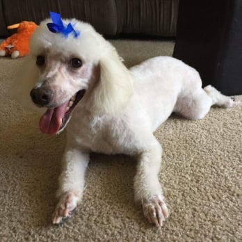 Pure Grooming - My mini poodle's new haircut - Pet Groomers Near Me - Poway, California Pure Grooming - My mini poodle's new haircut - Pet Groomers Near Me - Poway, California
