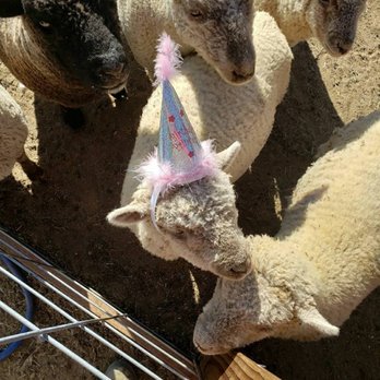 The Happy Heart Haven - undefined - Attraction Farms Near Me - Valley Center, California The Happy Heart Haven - undefined - Attraction Farms Near Me - Valley Center, California