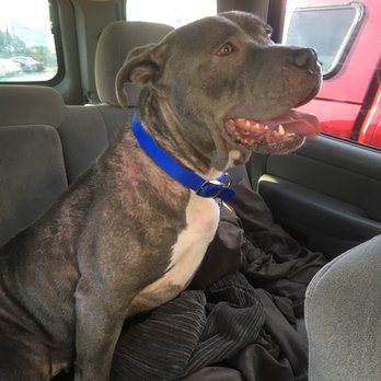 Contra Costa Animal Services - Fuzzy's freedom ride - Animal Shelters Near Me - Martinez, California Contra Costa Animal Services - Fuzzy's freedom ride - Animal Shelters Near Me - Martinez, California