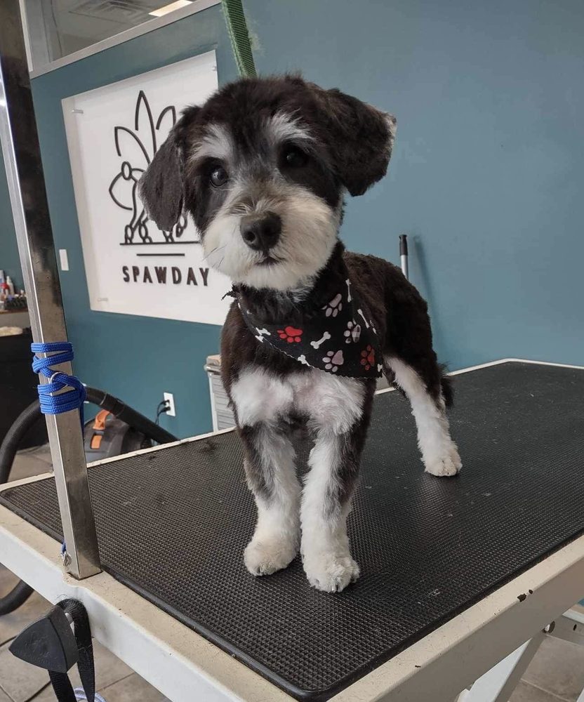 SPAW DAY Request an Appointment 18 Photos 8029 Metcalf Ave