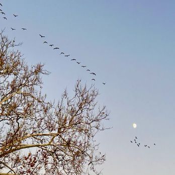 Duke Island Park - The yearly migration of the geese - Parks Near Me - Bridgewater, New Jersey Duke Island Park - The yearly migration of the geese - Parks Near Me - Bridgewater, New Jersey