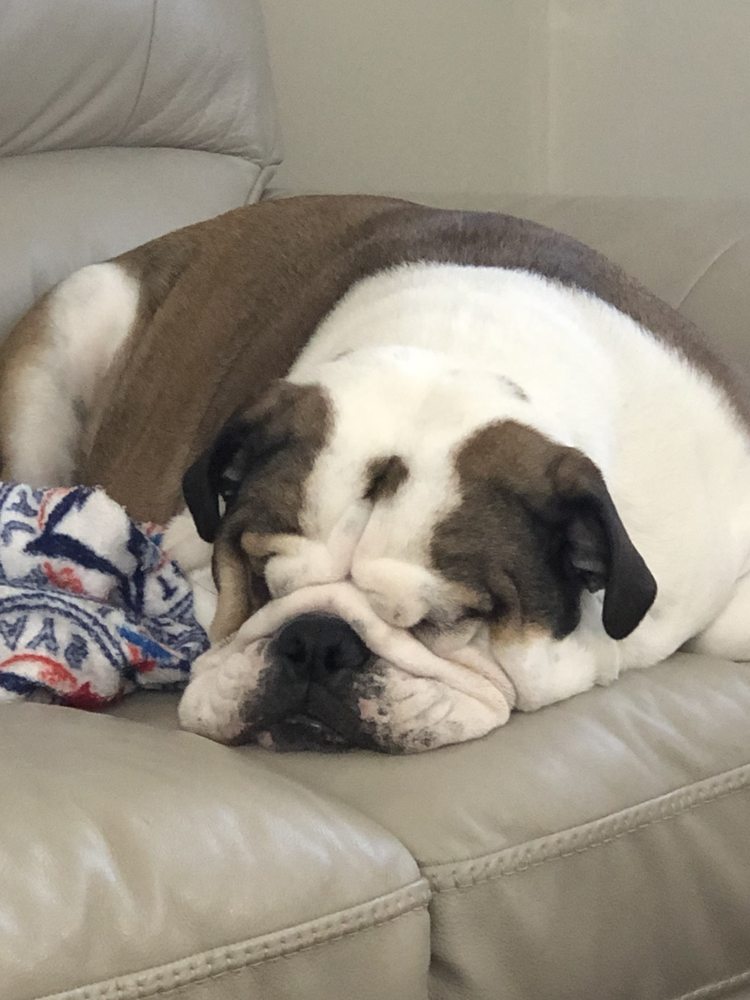 cuttles dog grooming