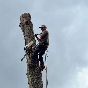 Wright's Logging & Tree Service - Bill changes chain saws to cut main trunk, as he carefully descends. - Tree Services Near Me Wright's Logging & Tree Service - Bill changes chain saws to cut main trunk, as he carefully descends. - Tree Services Near Me