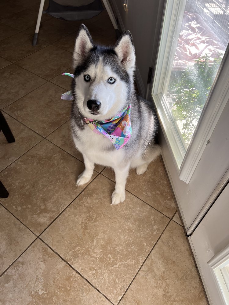 THE PETSTYLING COMPANY 83 Photos & 106 Reviews 600 Coffee Rd