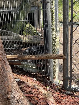 Everglades Outpost by null